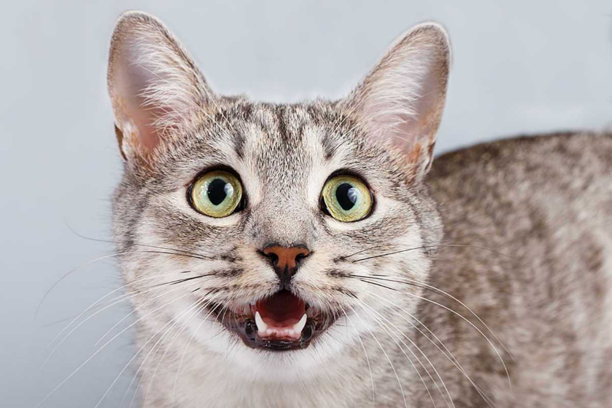 常见猫咪生病前的六种症状,猫咪新手必看的10个生病迹象