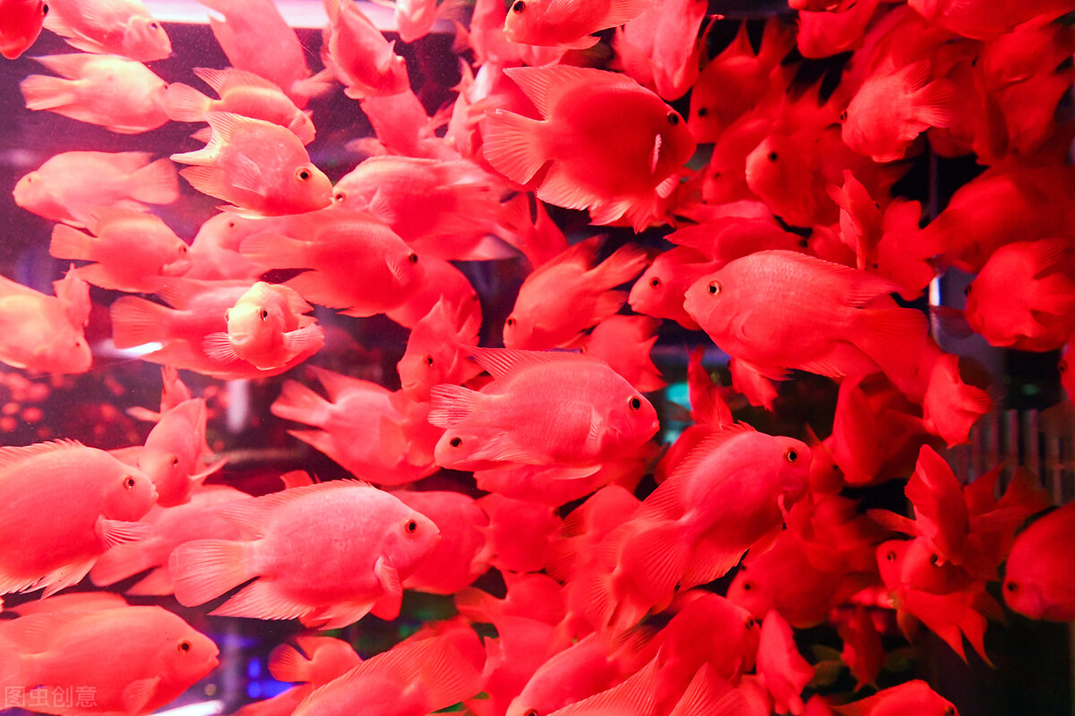 祝福朋友们虎年大吉年年发大财,祝福大家虎年大吉年年发大财