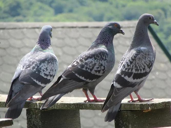 人类的信鸽,鸽子与人类的关系