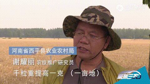 买小麦种子千万注意看清包装,买小麦种子千万不要碰这五个坑