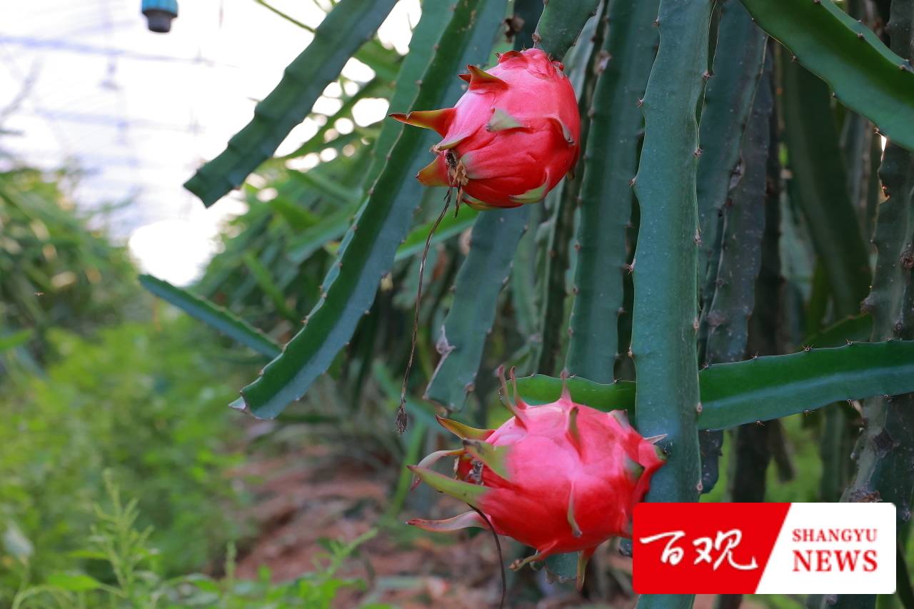 种植大户陈伟祥说：我要把“务农”这碗饭从苦吃到甜