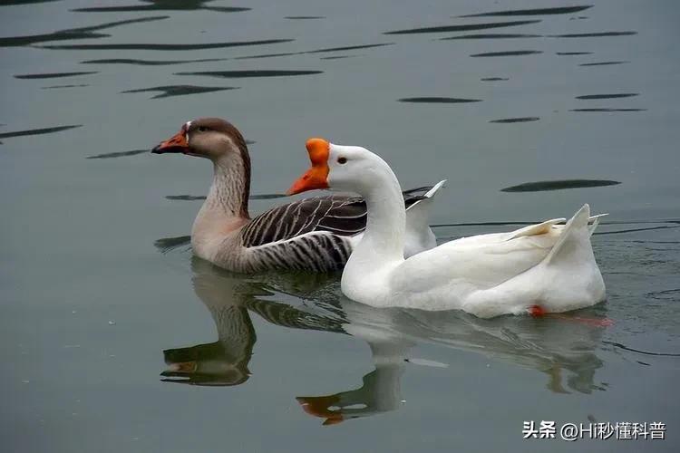 鹅粪真能杀蛇,中国民间故事蛇为什么不可以杀死