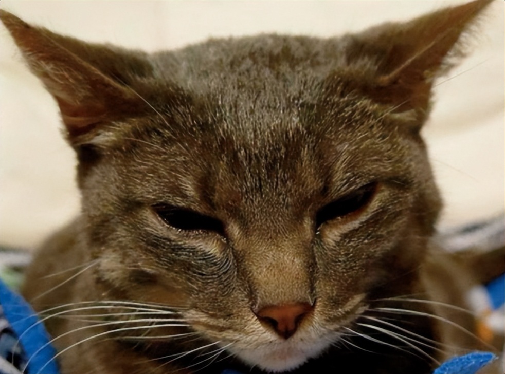 兽医讲解猫生病,聊聊猫咪常见疾病