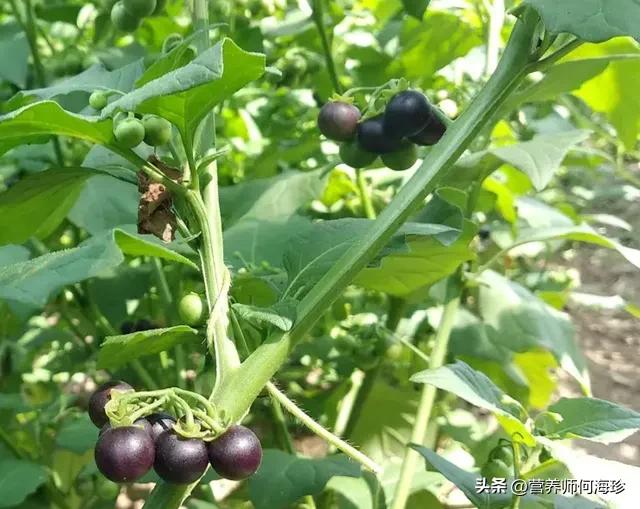 像辣椒苗的草药,像辣椒的野生植物