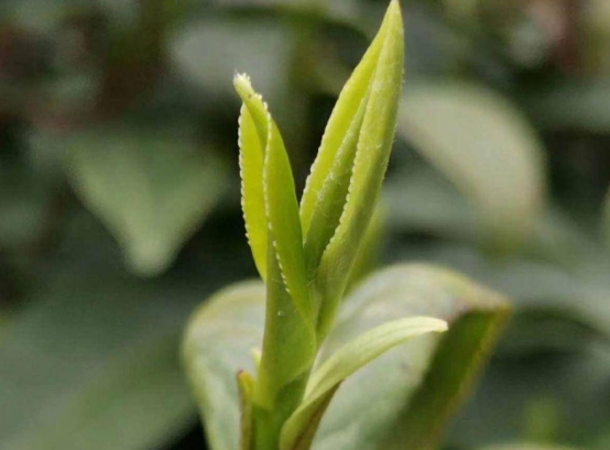 河南60后大爷晒酒单,安徽60后大叔