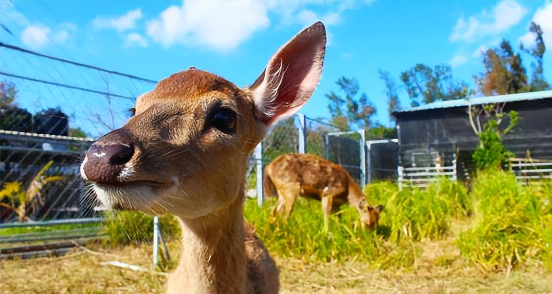鹿角可血腥重生，却被西方偷师，鹿产品甚至被反向输出到了国内？