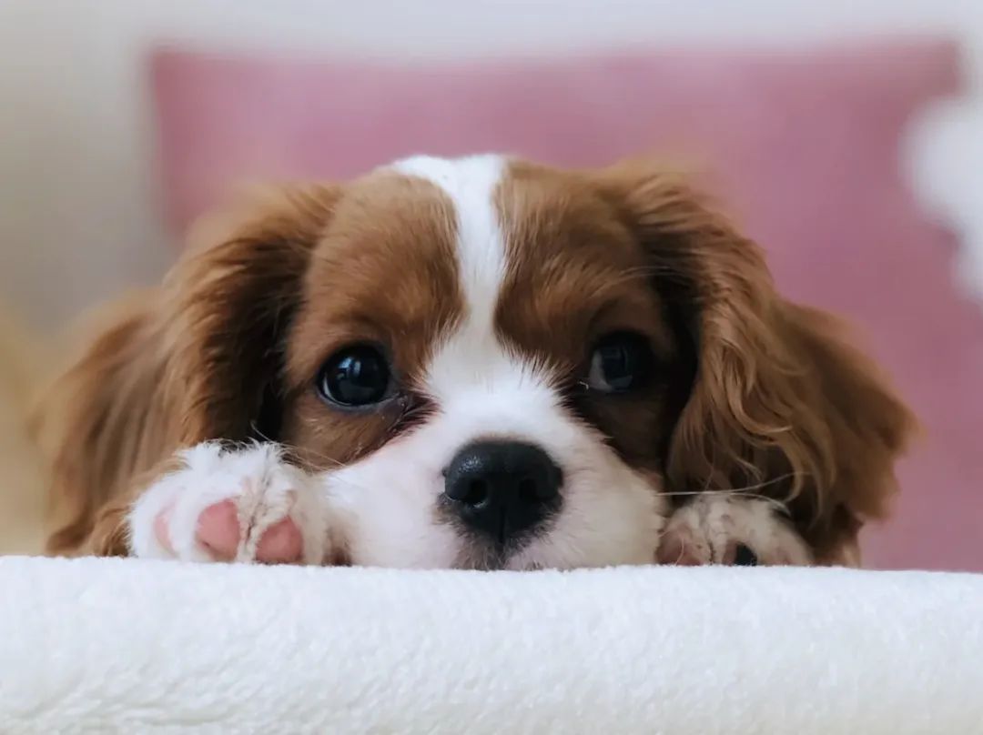 好冷啊!我有一些温暖的圣诞礼物故事，听一个就心软了…