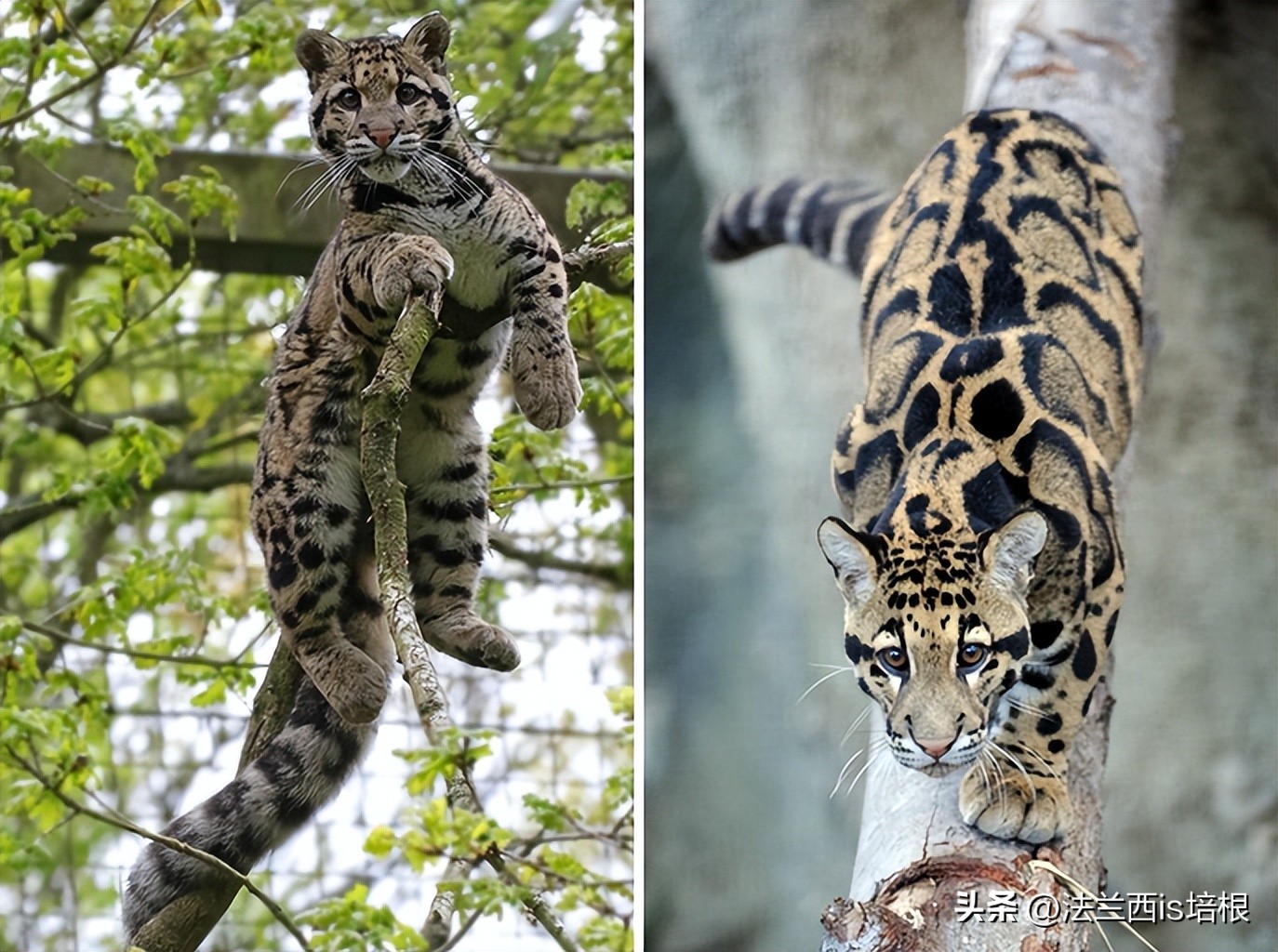 世界上最厉害的猫科动物豹猫,豹猫我国最可怜的野生猫科动物