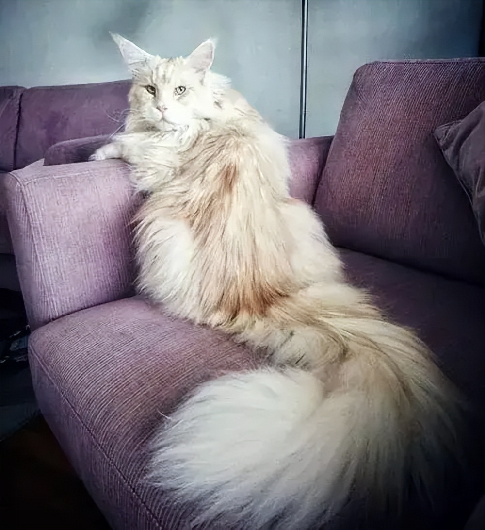 巨无霸缅因猫,猫中巨无霸缅因猫图片