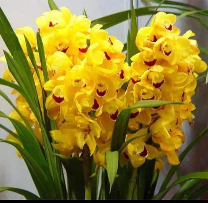 绿兰是什么品种的兰花,大将军兰花是什么品种