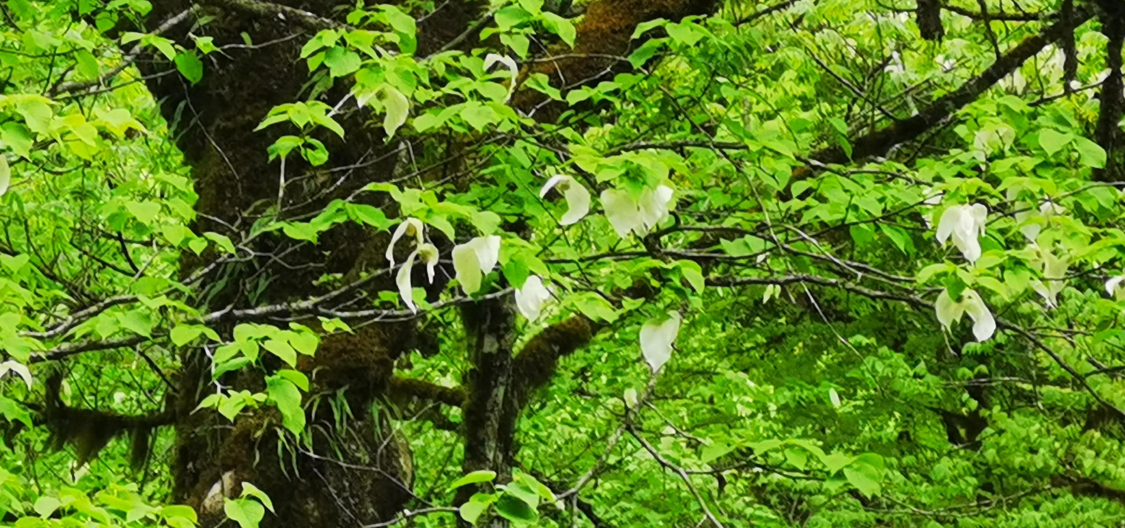 中国百慕大黑竹沟了解一下,中国百慕大黑竹沟近期气温