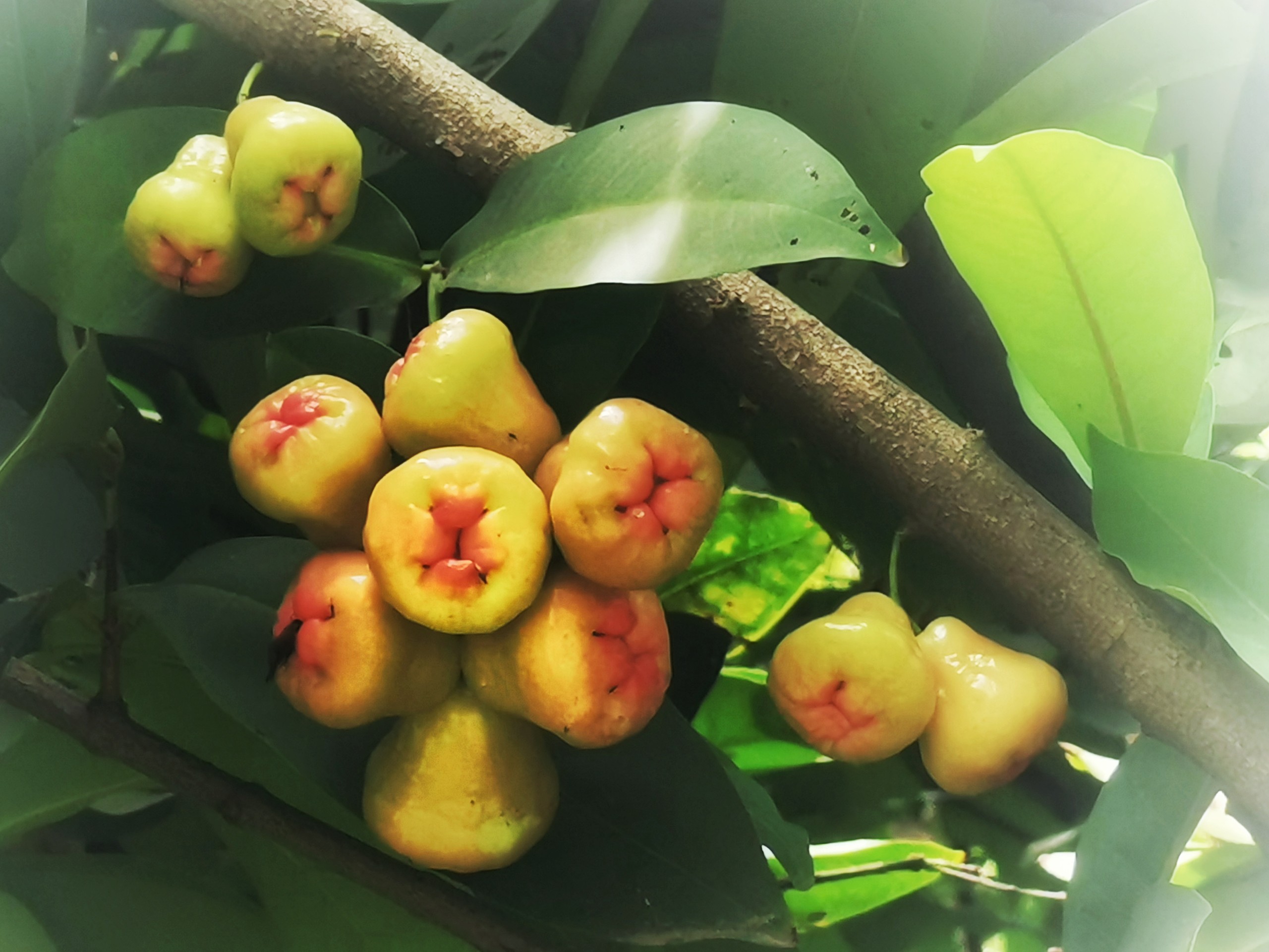 绿化带的水果吃了会怎么样,广东绿化带上的各种水果可以摘吗