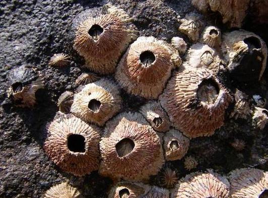 在浙江吃藤壶,还以为吞了个鬼手