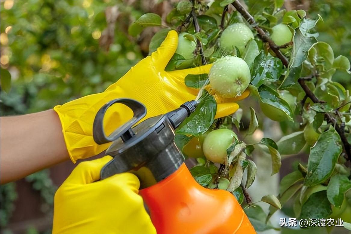 除青苔的最好办法,锦鲤鱼池除青苔的最好办法