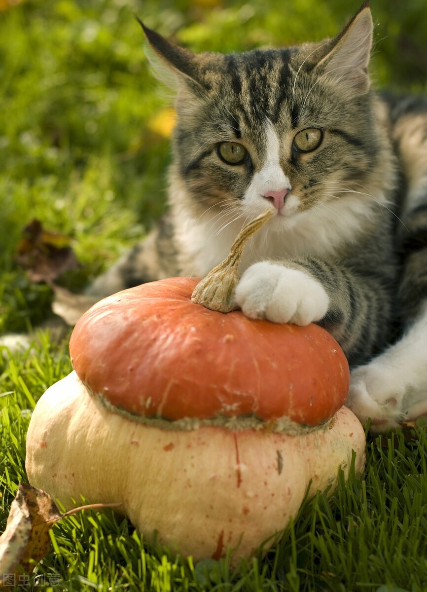 猫咪蹲猫砂盆里不拉不尿？多半是尿闭