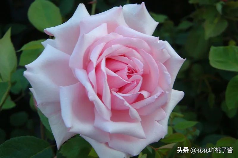 浓香型多季开花的月季,法国橙色浪漫月季