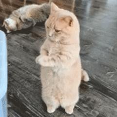 发际线高低怎么样才合适,发际线高低有没有影响运气