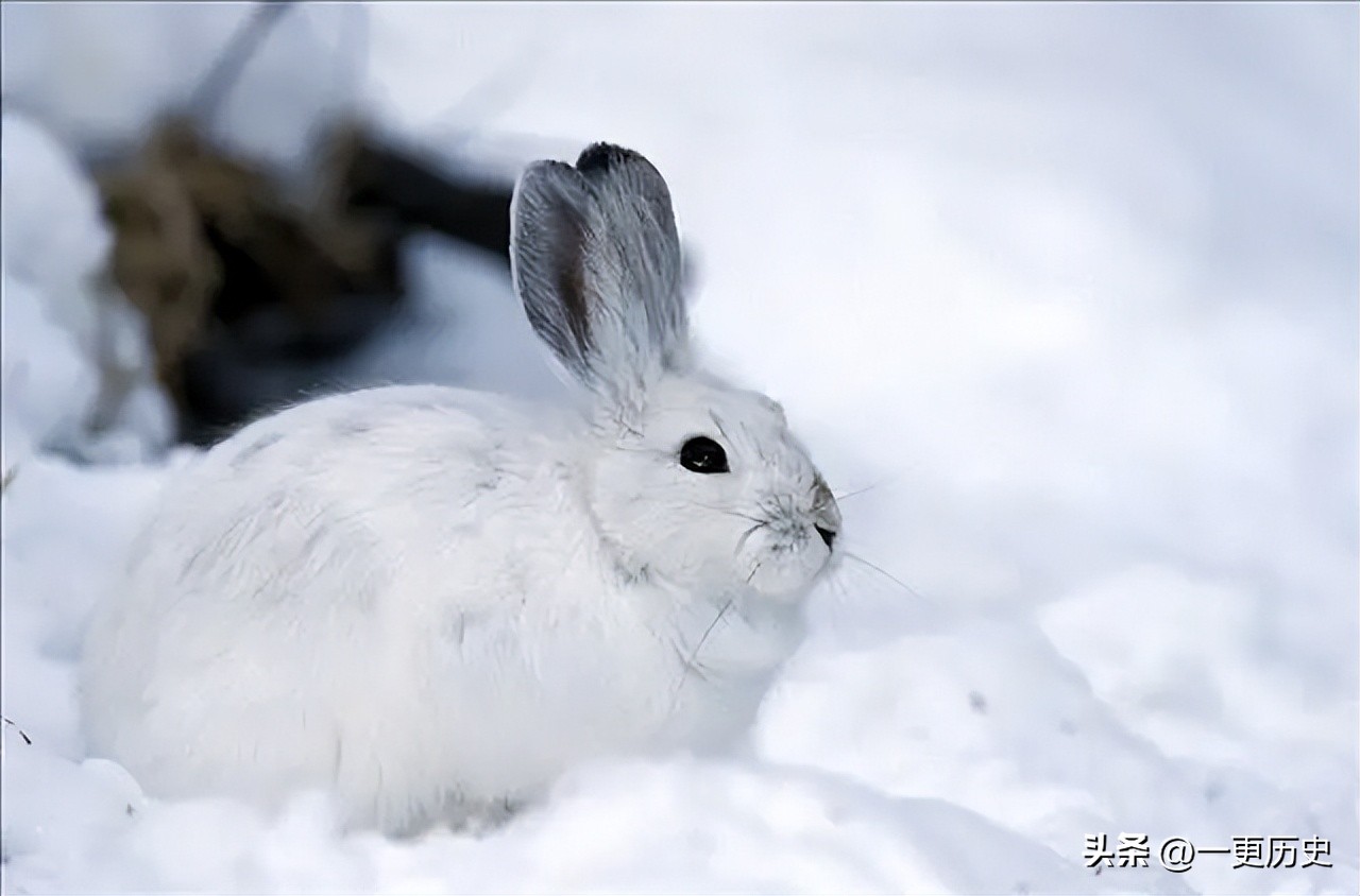 兔年哪一年的兔子是最好的,5种不同的兔是哪几种兔