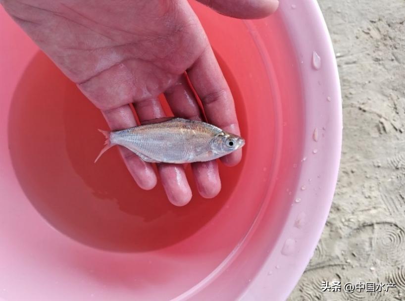 水生外来物种入侵防控工作方案,水生动物防疫