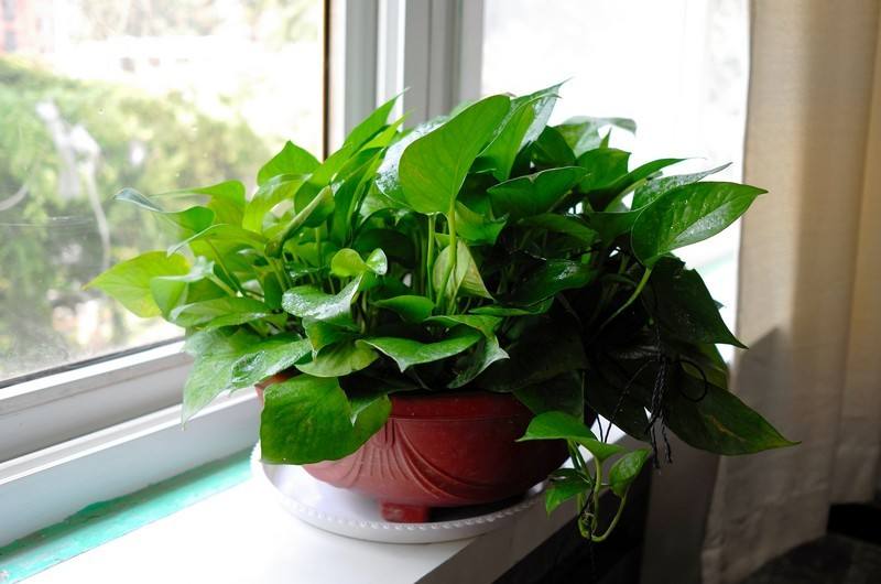 家养绿萝黄叶子了怎么挽救,家里养的绿萝老是有黄叶怎样补救