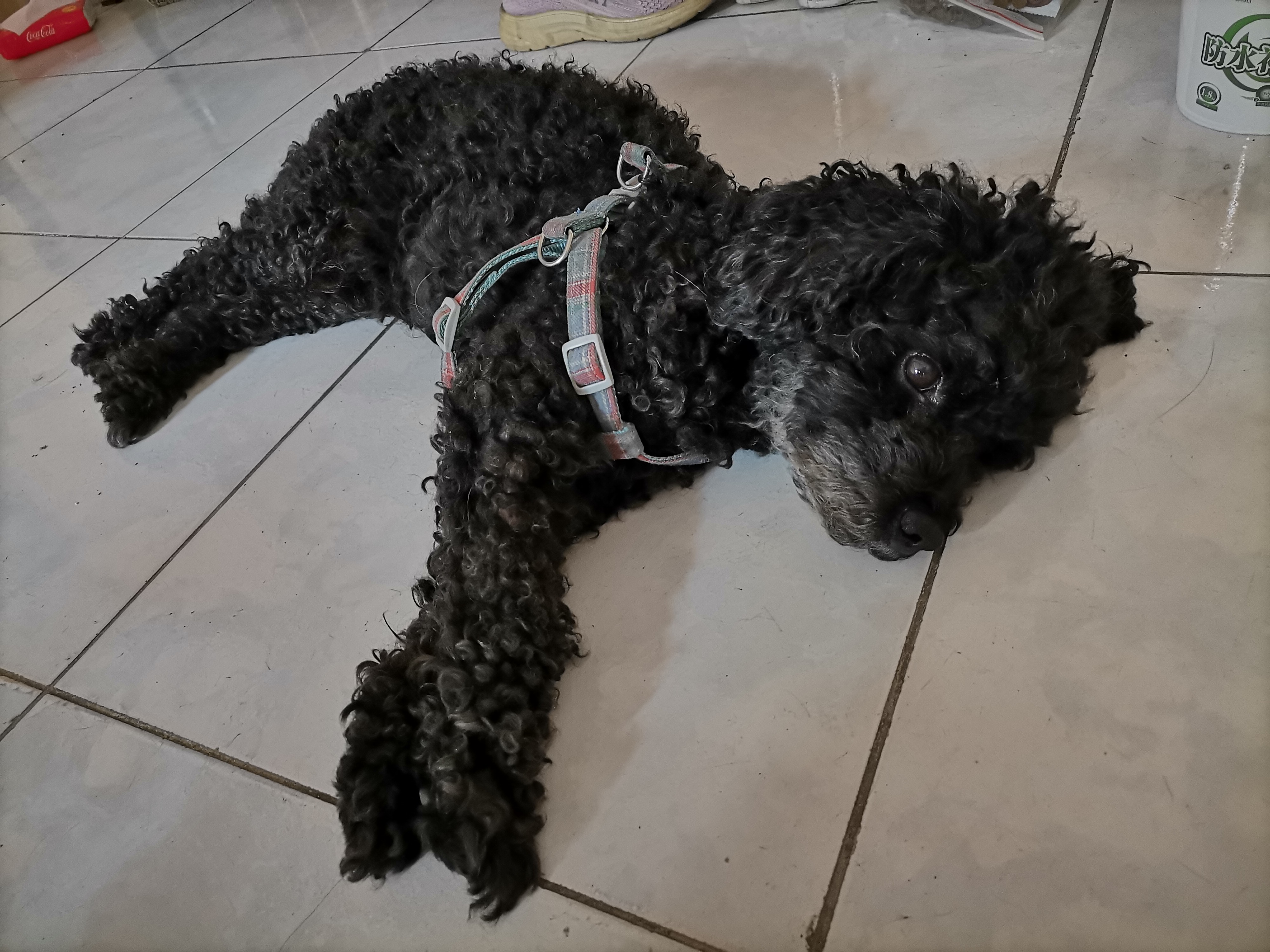 我的第二只猫咪图片,第二只猫来了第一只猫生气