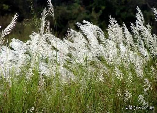 杨万里七律咏桂,南宋杨万里七律咏春风