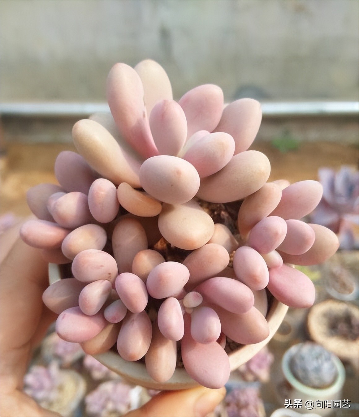 网上买了棵多肉，一天看8遍物流，典型新手小白，多肉大坑很深