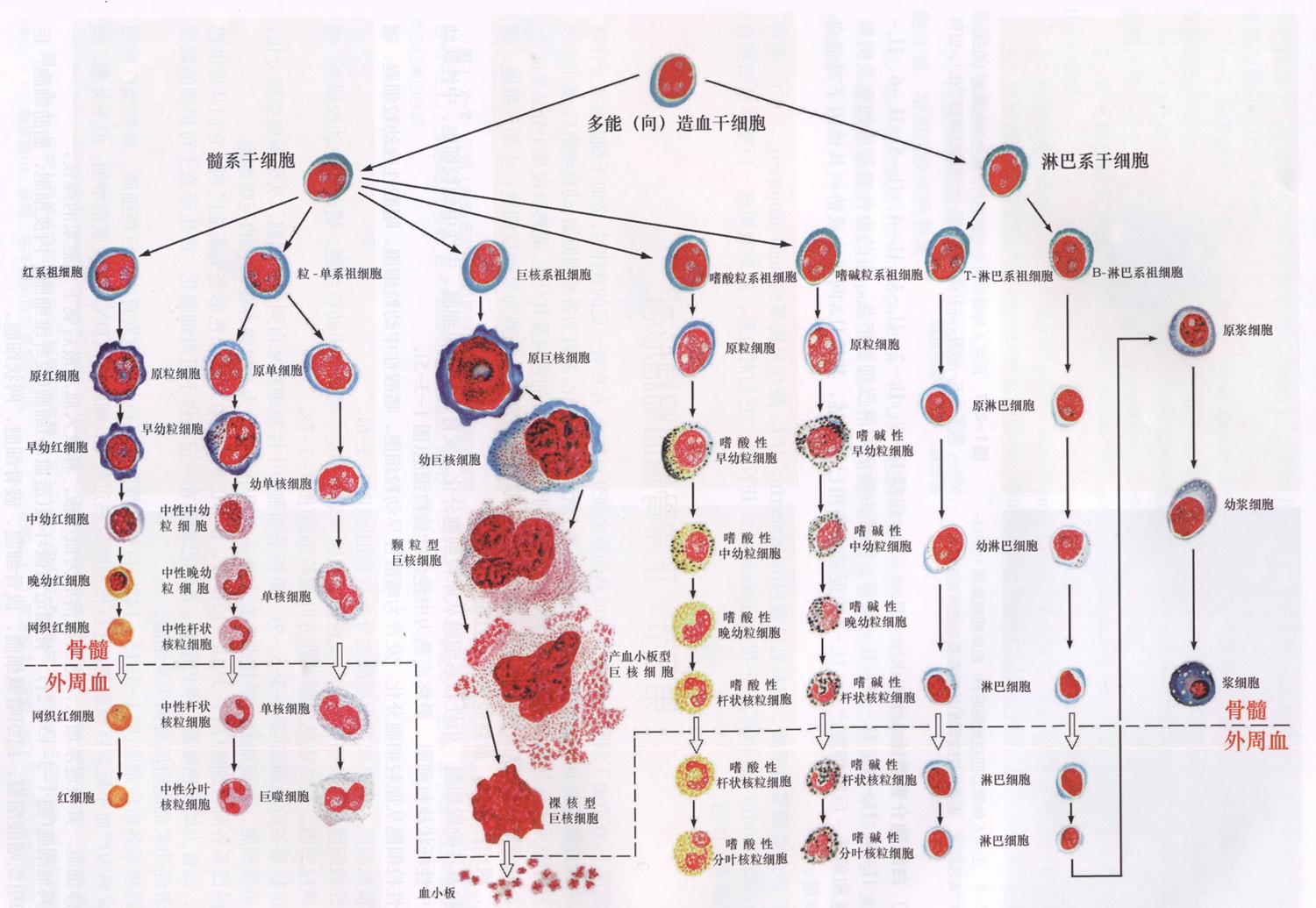 血小板偏低吃什么补得快,哪里有治疗血小板低的老中医