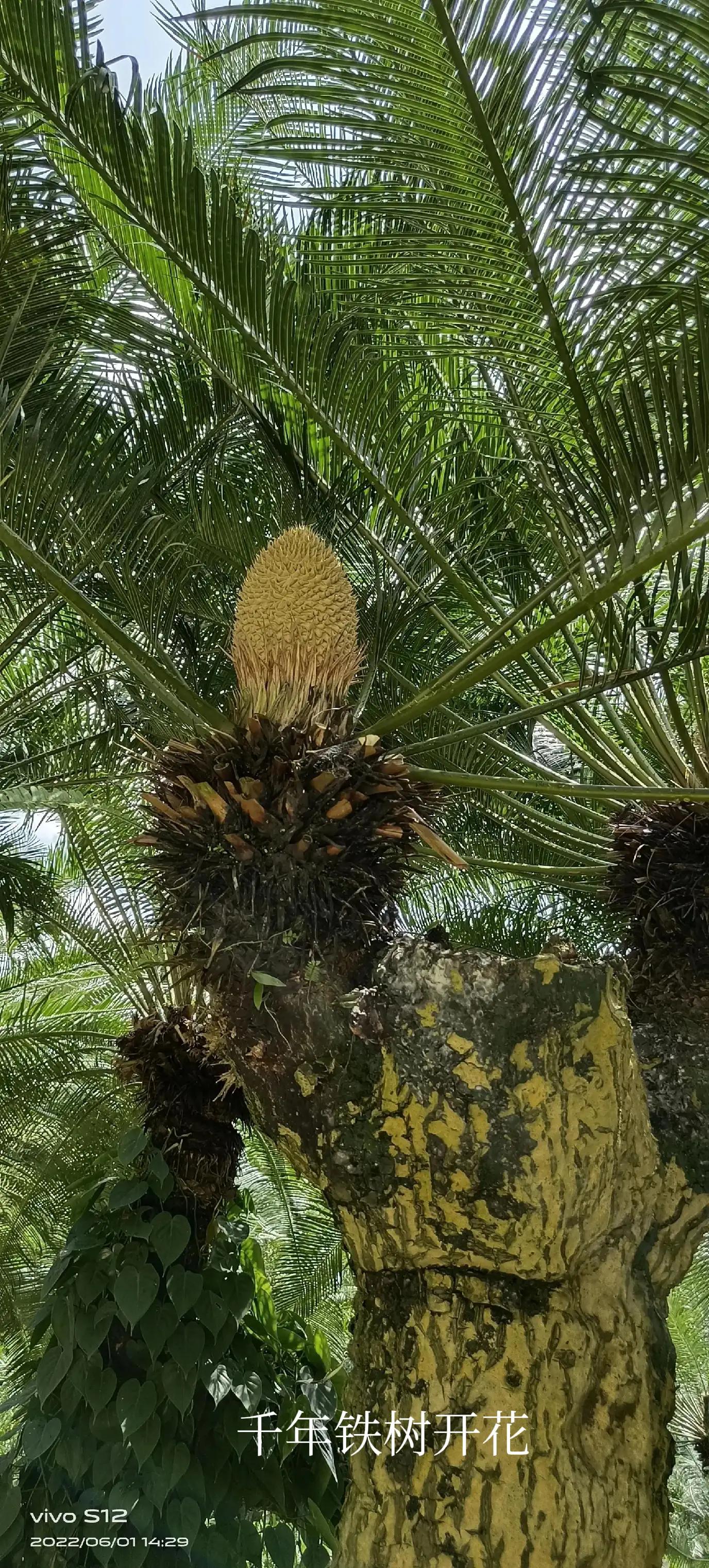 千年铁树开花完整版,千年铁树开花打一小说名