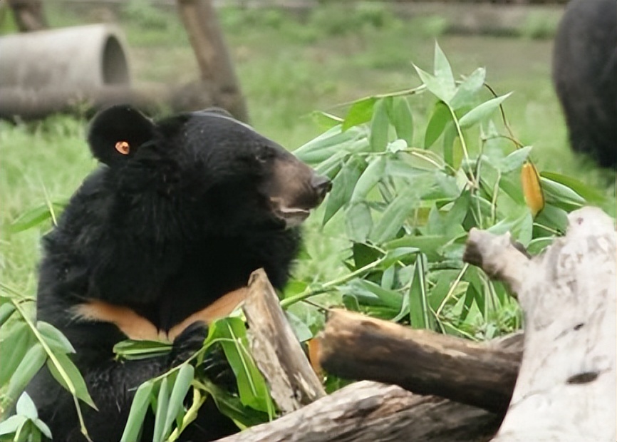 鏉戞皯鎶婄唺褰撶嫍鍏讳簡涓夊勾,琚潙姘戞敹鍏荤殑鐔婂唇