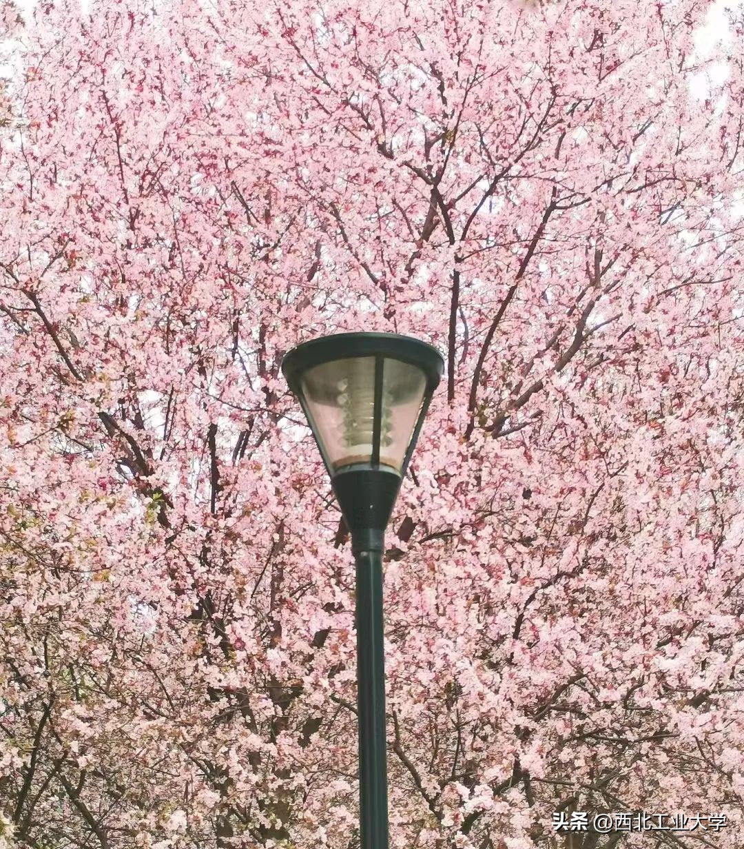 今日雨水!工大四季高清美图，欢迎欣赏使用~