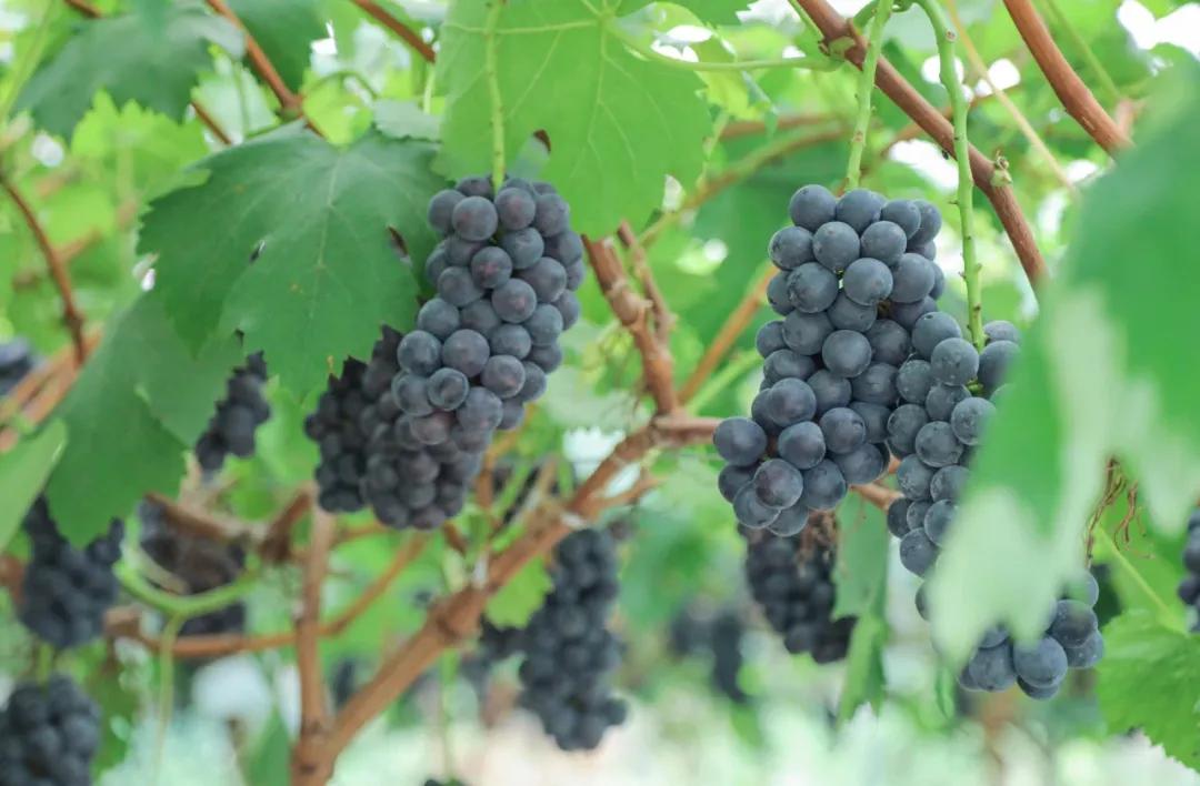 鱼蛋白水溶肥适用于哪些作物,作物用肥诀窍