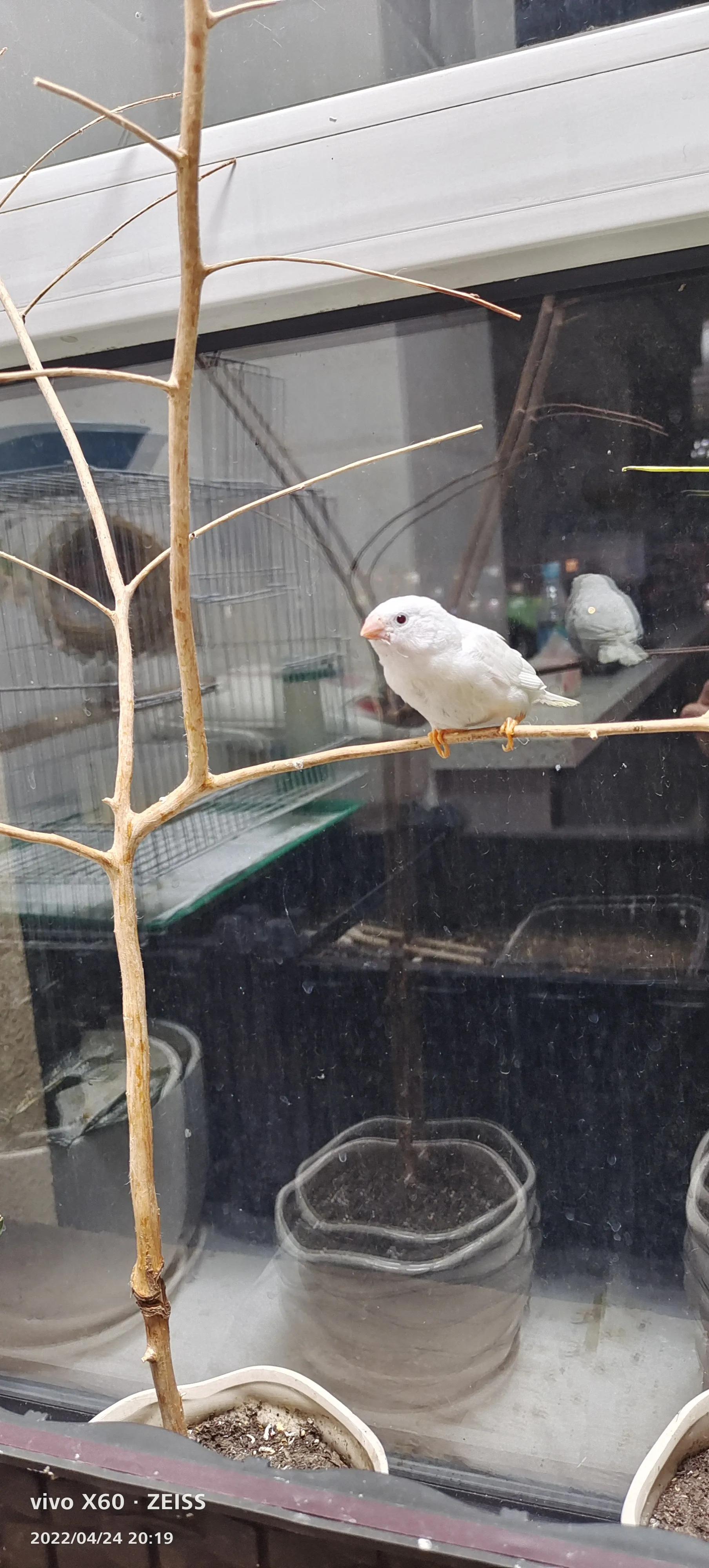 我的珍珠鸟课文,珍珠鸟养了几天就死了为什么