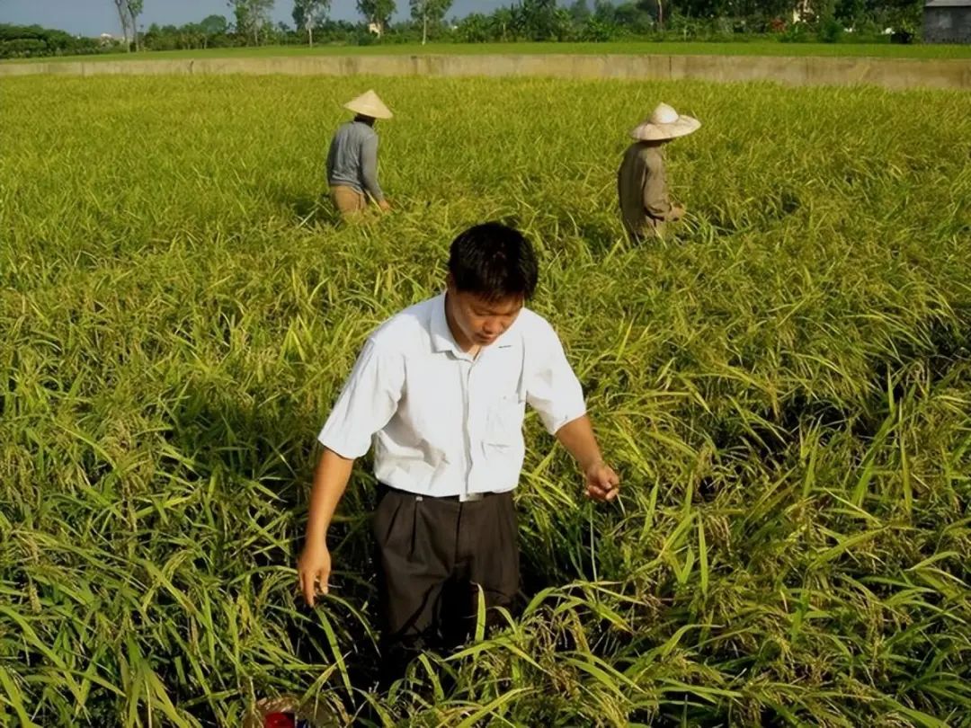 东盟农业合作平台,中国东盟现代农业科技合作园