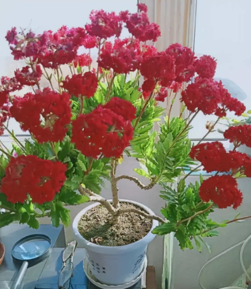 容易养的花苗而且开花时间长,10种公认最好养的花占地小