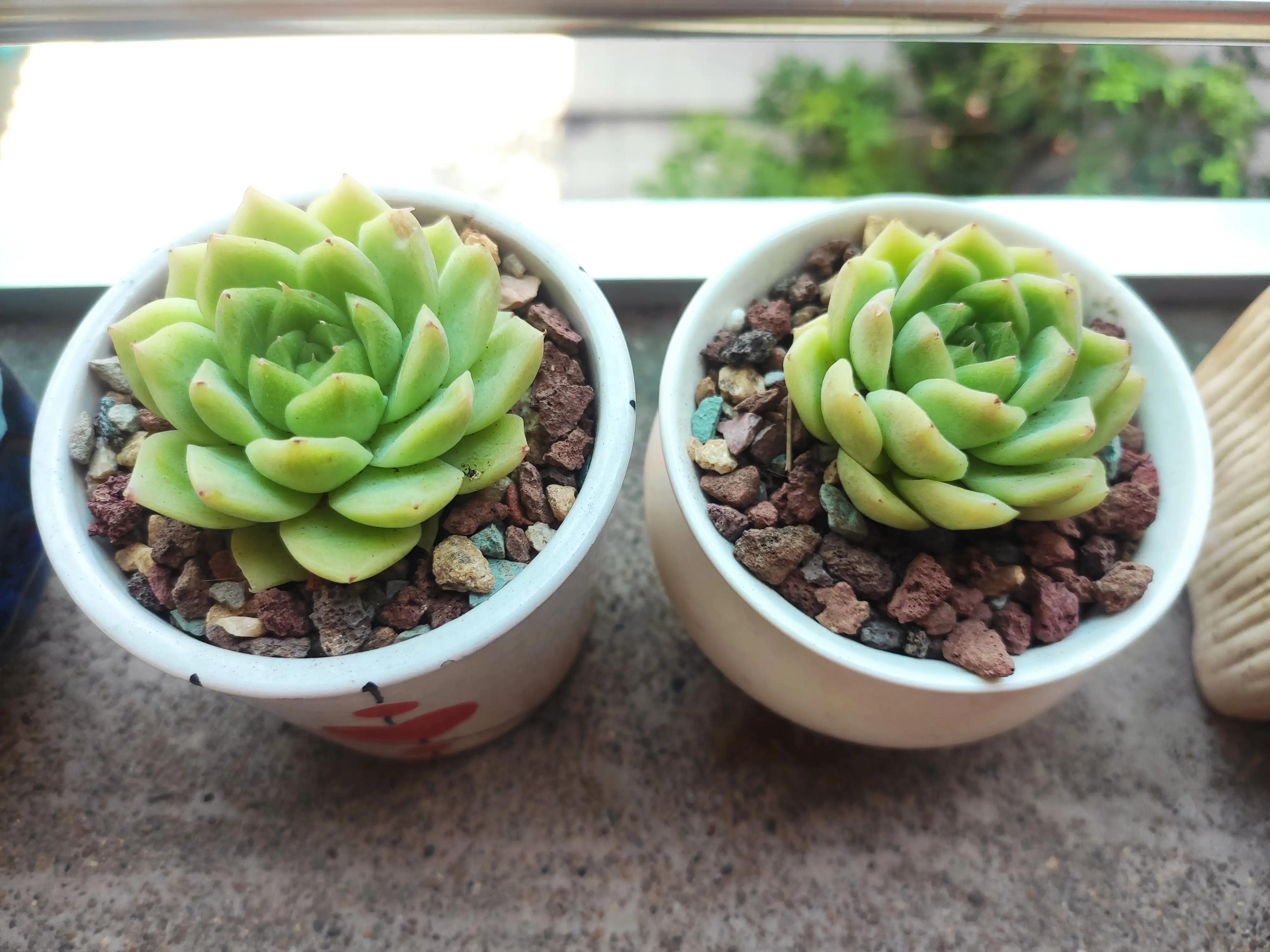 可爱的小猫,可爱的小精灵幼儿舞蹈完整版