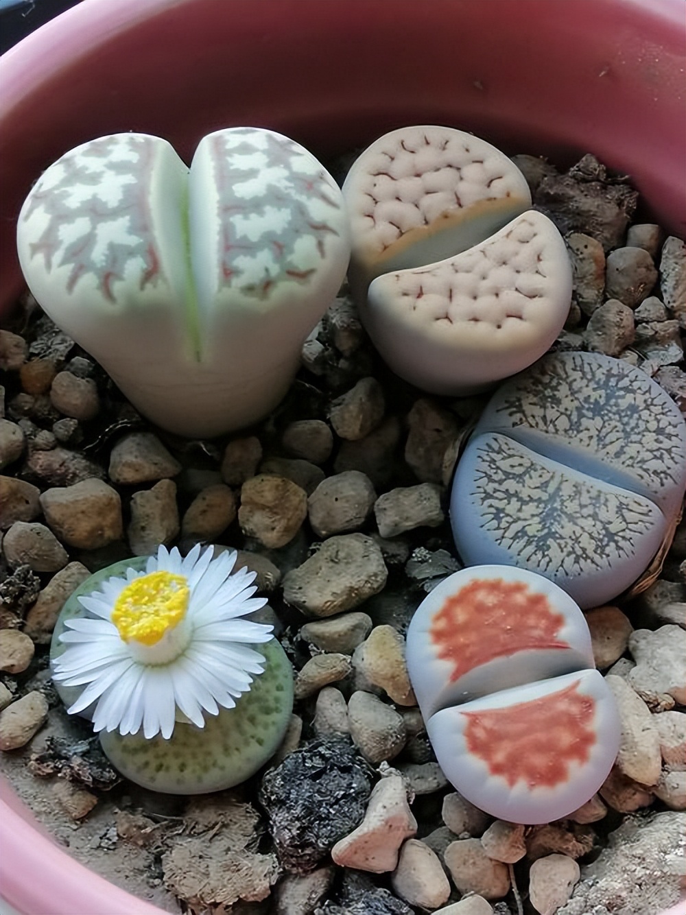 养了一年的生石花你们看品相如何,多肉生石花介绍养护方法推荐