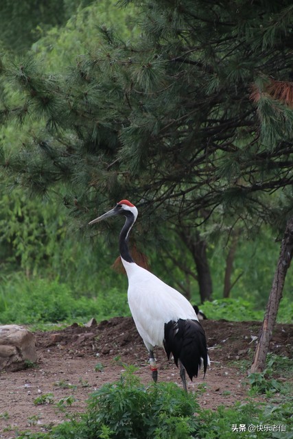 沈阳森林动物园缆车,自驾沈阳森林动物园