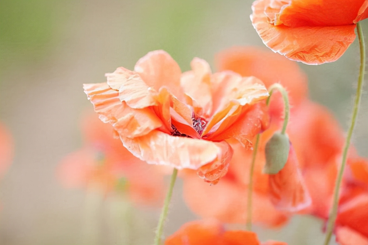 56岁阿姨不再婚的忠告,一位65岁离婚女人的心里话