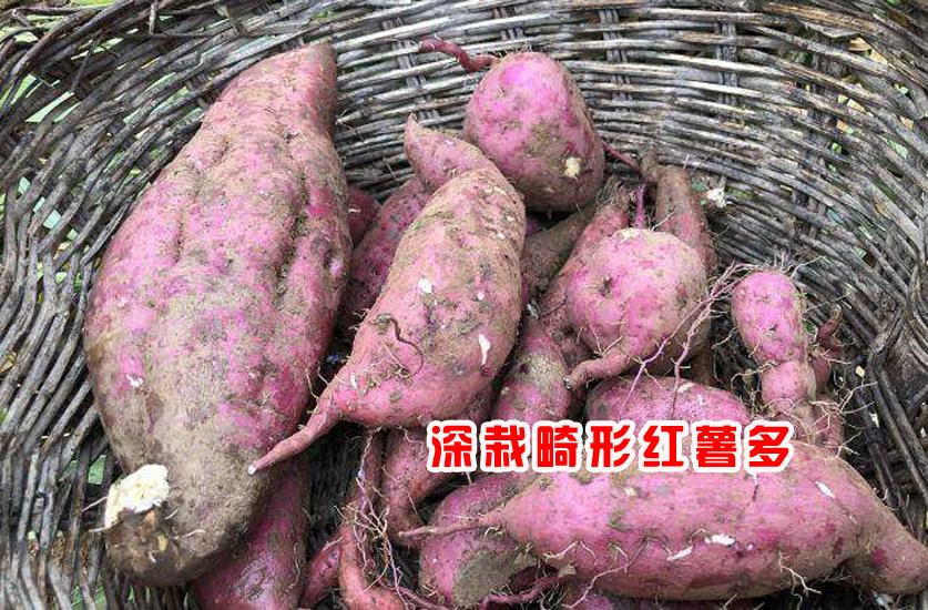 红薯苗栽种时是平地栽还是起垄栽,红薯苗怎么栽才能高产