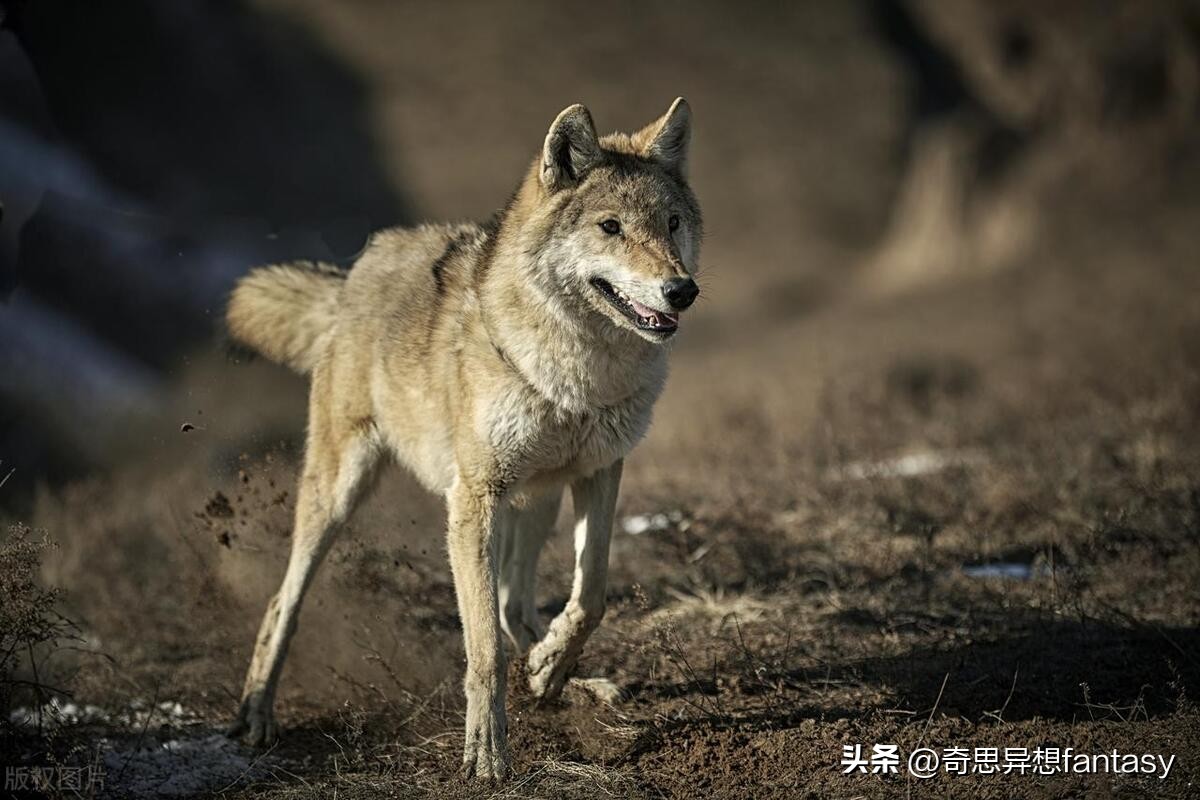 陆地上跑得最快的动物是什么,自然界奔跑最快的动物排行榜