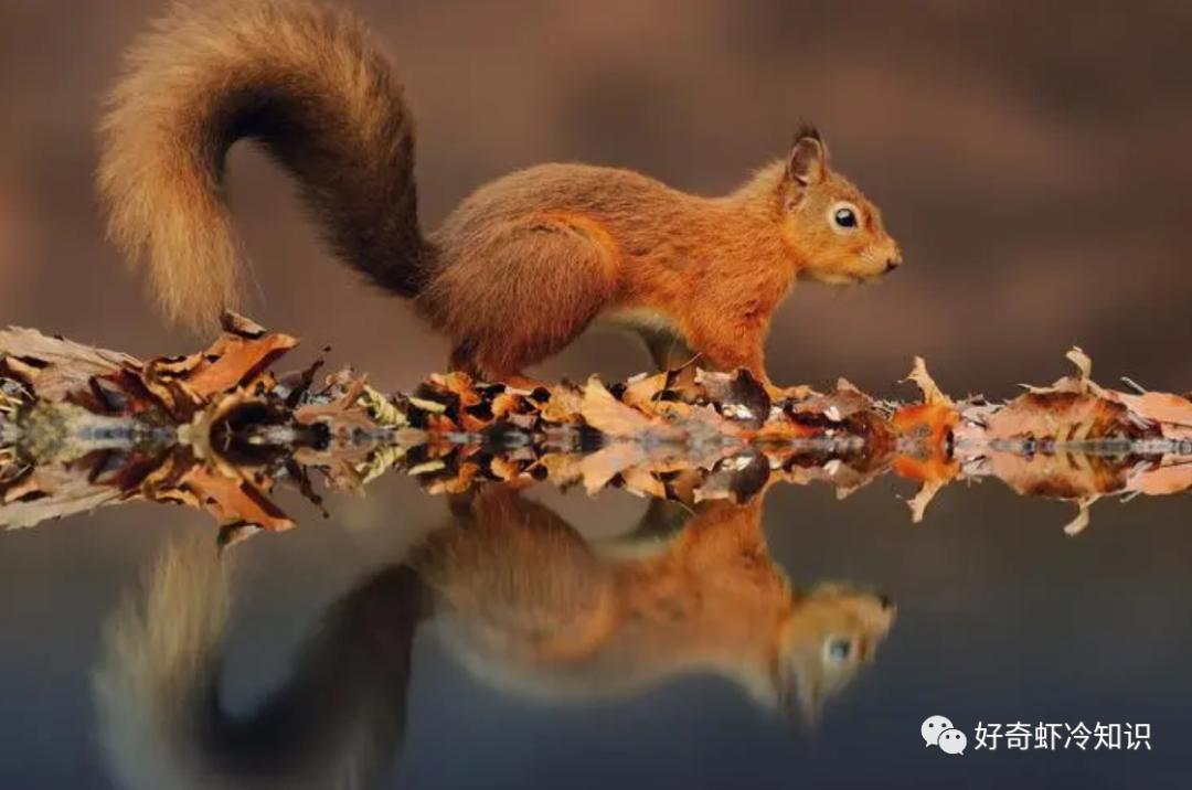 大熊猫的一生！酒店的定价策略？*场赌**为什么没有时钟？