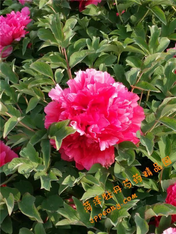 牡丹百花之王典故,为什么牡丹是百花之王