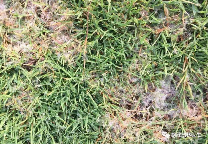 草坪发黄发枯是什么原因,草坪出现枯黄病怎么治理