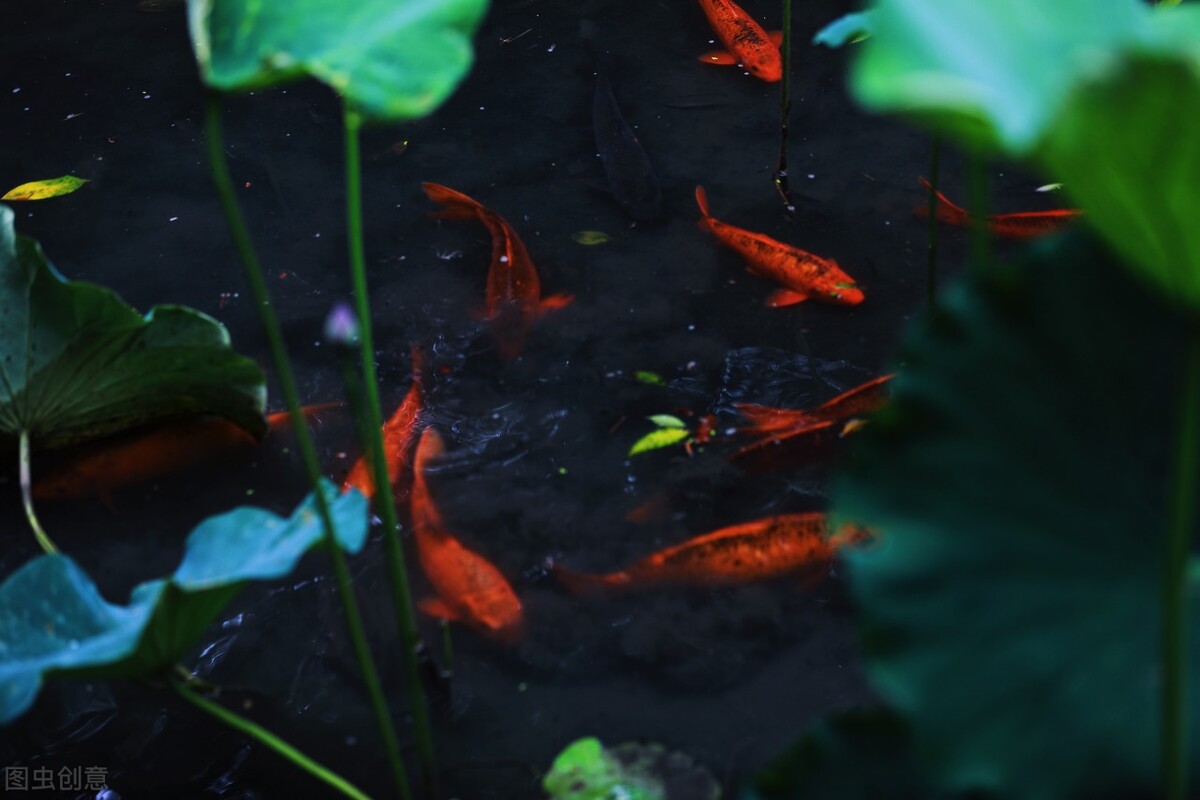 赞美鲤鱼的诗句古诗大全,有关于鱼的诗句古诗大全