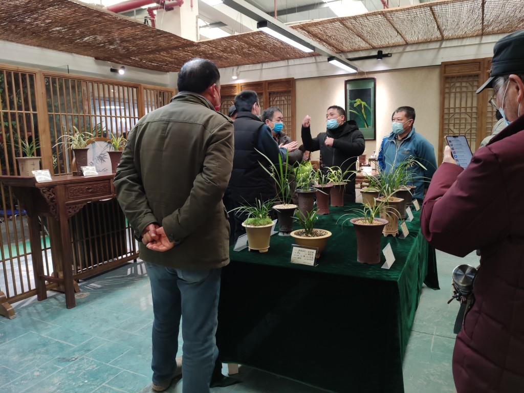 “金陵兰汇”兰花馆于江宁湖东29盛大开业,香飘四溢