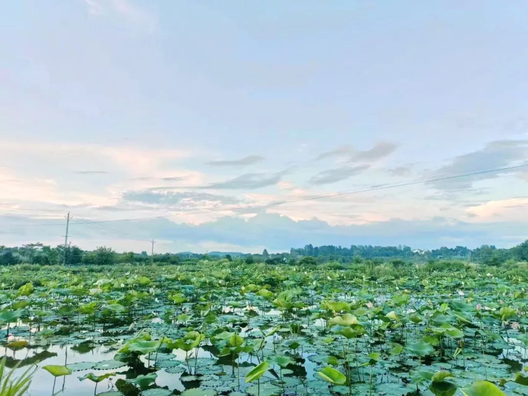 江西广昌：太空莲成“致富莲”,太空莲子种子
