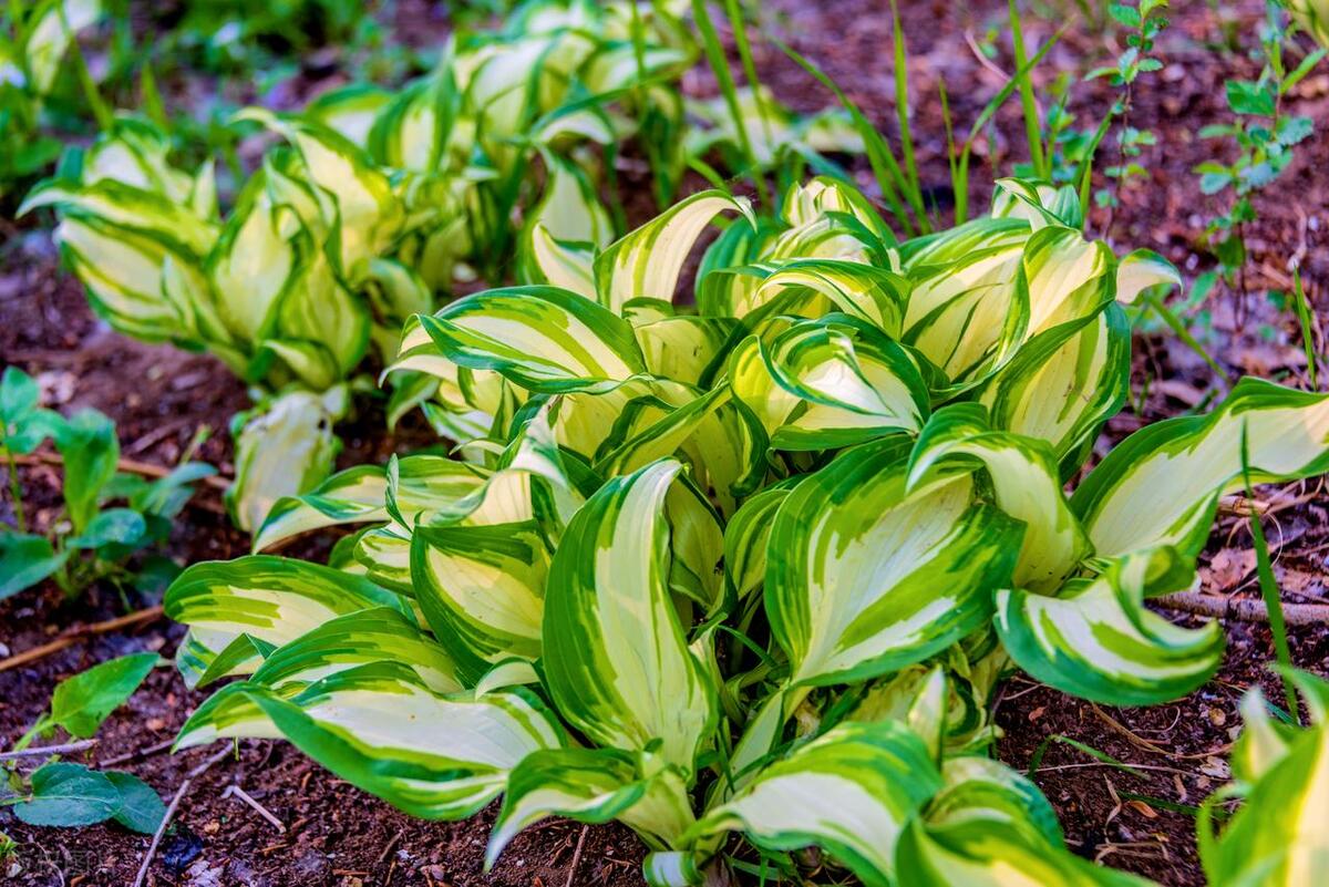 最耐寒耐热的庭院花,室外耐寒耐阴花排行榜