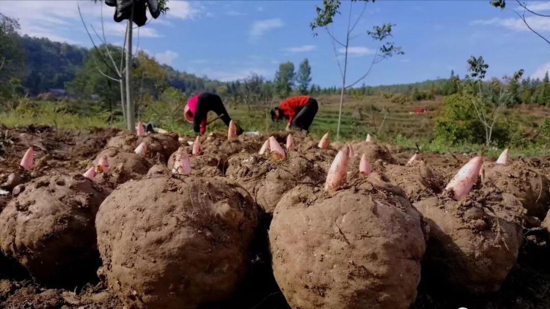 种植最赚钱的农业项目,农业现在种植什么项目好做