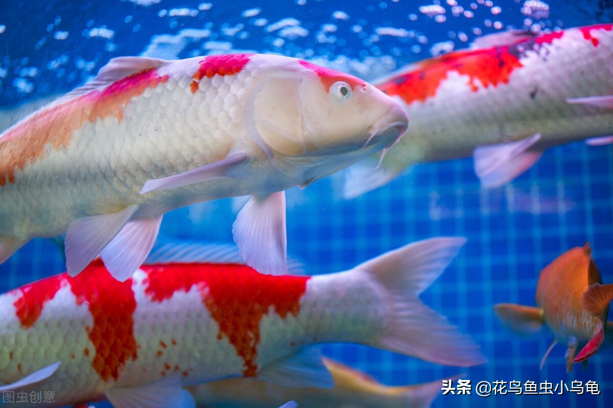 锦鲤怎么养最简单,锦鲤适合新手养吗怎么养